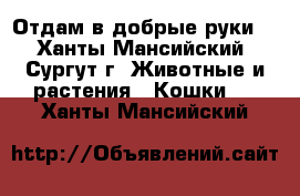 Отдам в добрые руки. - Ханты-Мансийский, Сургут г. Животные и растения » Кошки   . Ханты-Мансийский